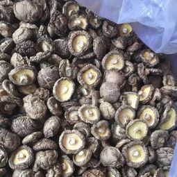 新货 农家香菇干货 小干香菇包邮野生蘑菇河南特产冬菇珍珠菇花菇
