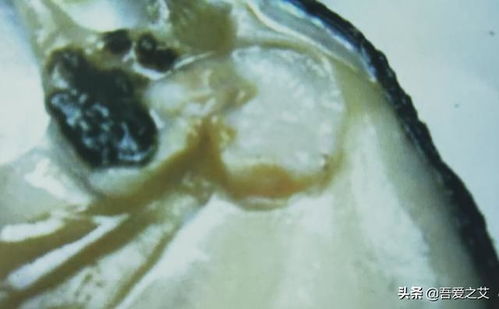 蚌瘟 摧毁五万只蚌的罪魁祸首 农村养殖珍珠蚌常见的病害
