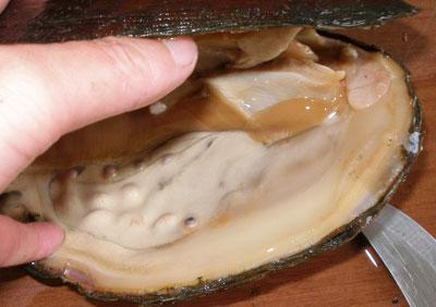 珍珠蚌养殖需要水质很好,所以这两年都没什么人家养了,水污染严重.