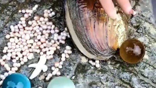 美女采收珍珠蚌,终于发现紫色产品,这品相价值不低